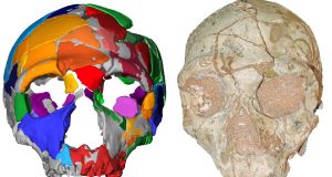 cropped Oldest remains outside Africa reset human migration clock