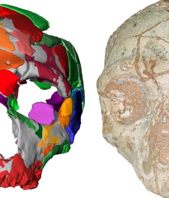 ‘Oldest remains’ outside Africa reset human migration clock cropped Oldest remains outside Africa reset human migration clock