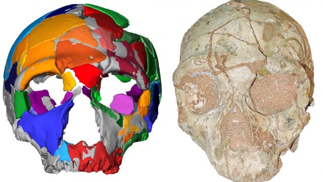 cropped Oldest remains outside Africa reset human migration clock cropped Oldest remains outside Africa reset human migration clock