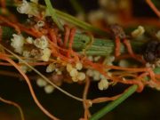 cropped Parasitic plants use stolen genes to make them better parasites