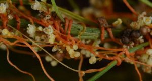 cropped Parasitic plants use stolen genes to make them better parasites