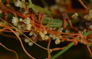 Parasitic plants use stolen genes to make them better parasites cropped Parasitic plants use stolen genes to make them better parasites