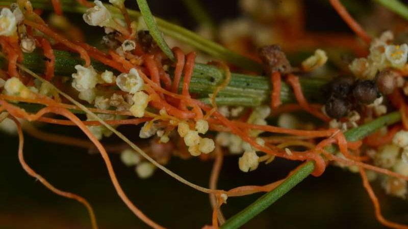 cropped Parasitic plants use stolen genes to make them better parasites