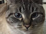 cropped Pet tags link widely used flame retardant to hyperthyroidism in cats