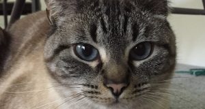 cropped Pet tags link widely used flame retardant to hyperthyroidism in cats