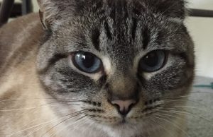 Pet tags link widely used flame retardant to hyperthyroidism in cats cropped Pet tags link widely used flame retardant to hyperthyroidism in cats