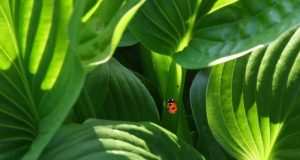 cropped Plants dont think they grow The case against plant consciousness