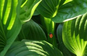 Plants don’t think, they grow: The case against plant consciousness cropped Plants dont think they grow The case against plant consciousness