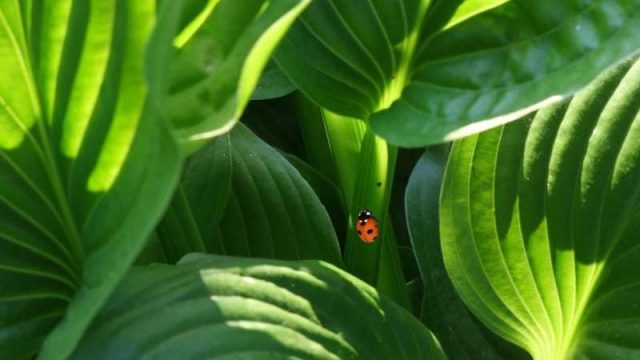 cropped Plants dont think they grow The case against plant consciousness cropped Plants dont think they grow The case against plant consciousness