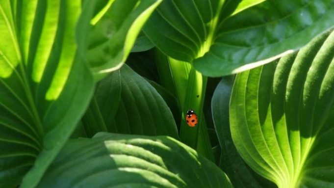 Plants don’t think, they grow: The case against plant consciousness cropped Plants dont think they grow The case against plant consciousness
