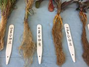 Plants under drought stress change their microbes through their roots cropped Plants under drought stress change their microbes through their roots