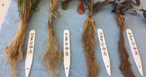 cropped Plants under drought stress change their microbes through their roots