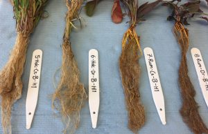 Plants under drought stress change their microbes through their roots cropped Plants under drought stress change their microbes through their roots