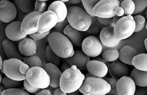 Privatization of public goods can cause population decline, research shows cropped Privatization of public goods can cause population decline