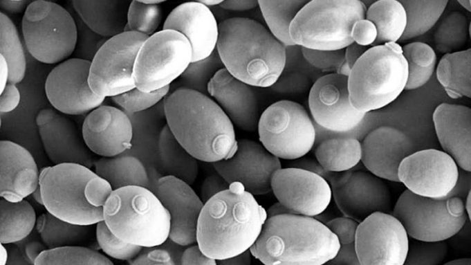 Privatization of public goods can cause population decline, research shows cropped Privatization of public goods can cause population decline