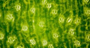 cropped Scientists discover how plants breathe and how humans shaped their lungs