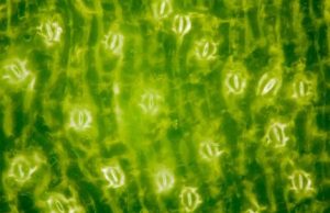 Scientists discover how plants breathe — and how humans shaped their ‘lungs’ cropped Scientists discover how plants breathe and how humans shaped their lungs