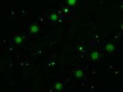 cropped Scientists discover new chemistry that may help explain the origins of cellular life