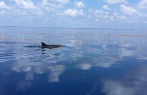 Scientists discover the biggest seaweed bloom in the world cropped Scientists discover the biggest seaweed bloom in the world