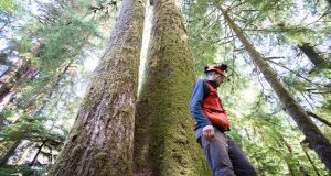 cropped Scientists find high mutation rates within huge old growth trees