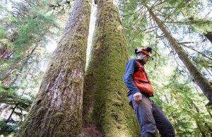 Scientists find high mutation rates within huge, old-growth trees cropped Scientists find high mutation rates within huge old growth trees