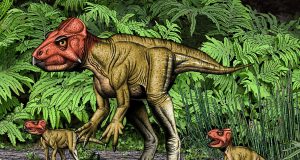cropped Small horned dinosaur from China a Triceratops relative walked on two feet