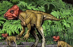 Small horned dinosaur from China, a Triceratops relative, walked on two feet cropped Small horned dinosaur from China a Triceratops relative walked on two feet