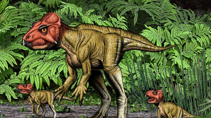 Small horned dinosaur from China, a Triceratops relative, walked on two feet cropped Small horned dinosaur from China a Triceratops relative walked on two feet