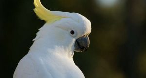 cropped Snowball the dancing cockatoo has many moves