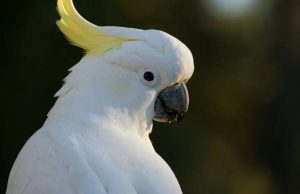 Snowball the dancing cockatoo has many moves cropped Snowball the dancing cockatoo has many moves