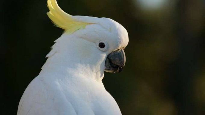 Snowball the dancing cockatoo has many moves cropped Snowball the dancing cockatoo has many moves