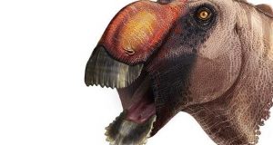 cropped Strange new species of duck billed dinosaur identified