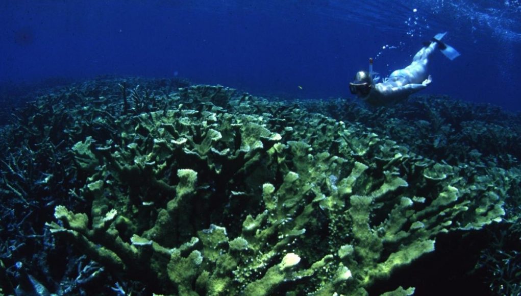 cropped Thirty years of unique data reveal whats really killing coral reefs