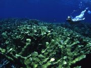 Thirty years of unique data reveal what’s really killing coral reefs cropped Thirty years of unique data reveal whats really killing coral reefs