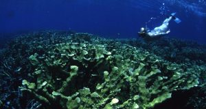 cropped Thirty years of unique data reveal whats really killing coral reefs