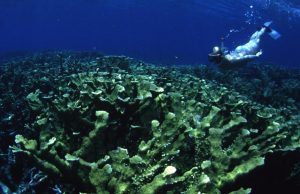 Thirty years of unique data reveal what’s really killing coral reefs cropped Thirty years of unique data reveal whats really killing coral reefs
