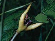 Timing is everything for the mutualistic relationship between ants and acacias cropped Timing is everything for the mutualistic relationship between ants and acacias