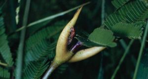 cropped Timing is everything for the mutualistic relationship between ants and acacias