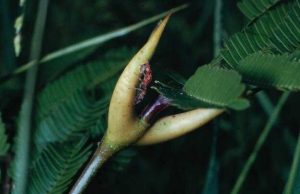 Timing is everything for the mutualistic relationship between ants and acacias cropped Timing is everything for the mutualistic relationship between ants and acacias