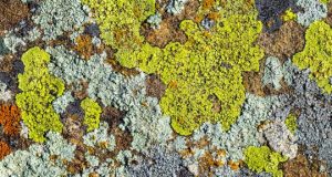 cropped When the dinosaurs died lichens thrived