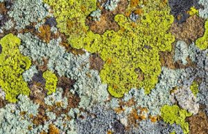 When the dinosaurs died, lichens thrived cropped When the dinosaurs died lichens thrived