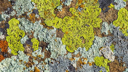 cropped When the dinosaurs died lichens thrived