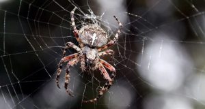 cropped Why you shouldnt kill your friendly neighborhood spiders