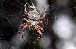 Why you shouldn’t kill your friendly neighborhood spiders cropped Why you shouldnt kill your friendly neighborhood spiders