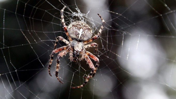 Why you shouldn’t kill your friendly neighborhood spiders cropped Why you shouldnt kill your friendly neighborhood spiders