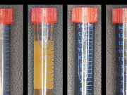 Will your future computer be made using bacteria? cropped Will your future computer be made using bacteria