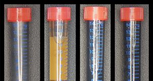 cropped Will your future computer be made using bacteria