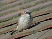 Avian malaria behind drastic decline of London’s iconic sparrow? cropped avianmalaria