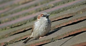cropped avianmalaria