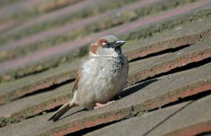 Avian malaria behind drastic decline of London’s iconic sparrow? cropped avianmalaria